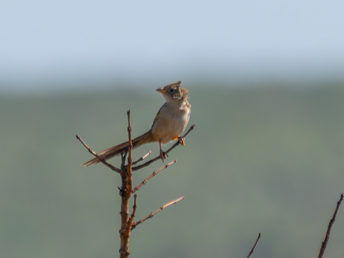 Трав’янець гострохвостий - ML644524958