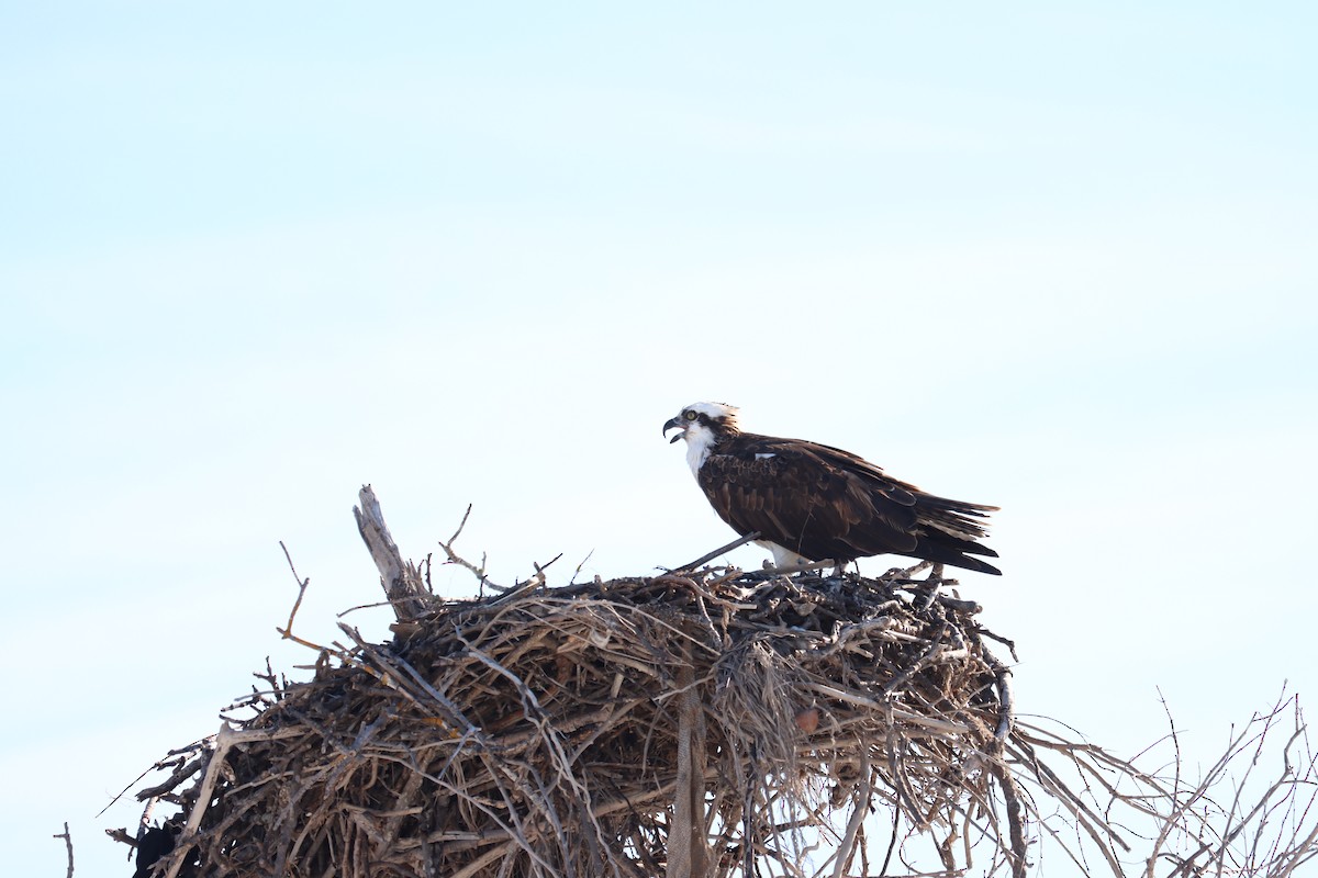 Águila Pescadora - ML644524964