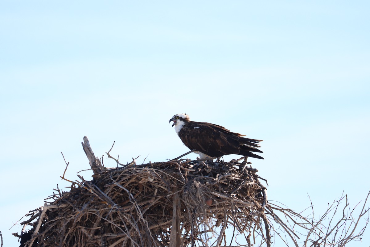 Águila Pescadora - ML644524966
