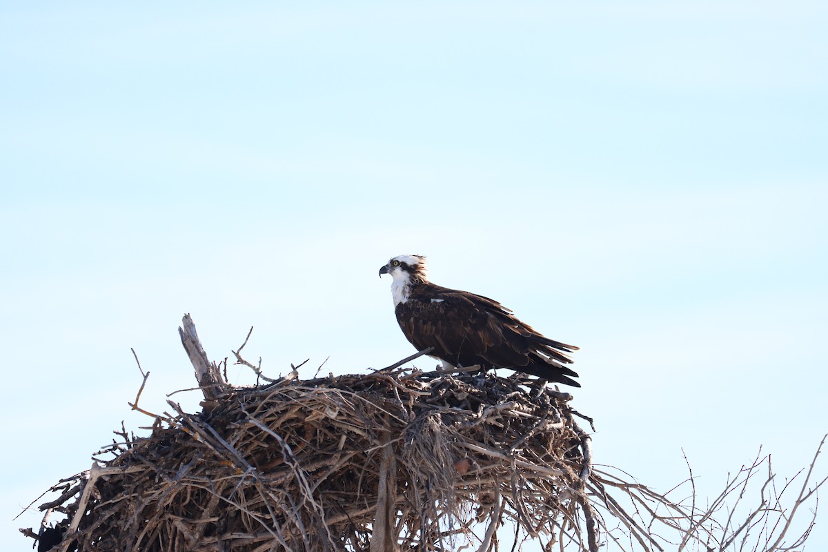 Águila Pescadora - ML644524967