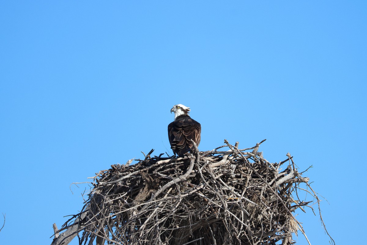 Águila Pescadora - ML644524969