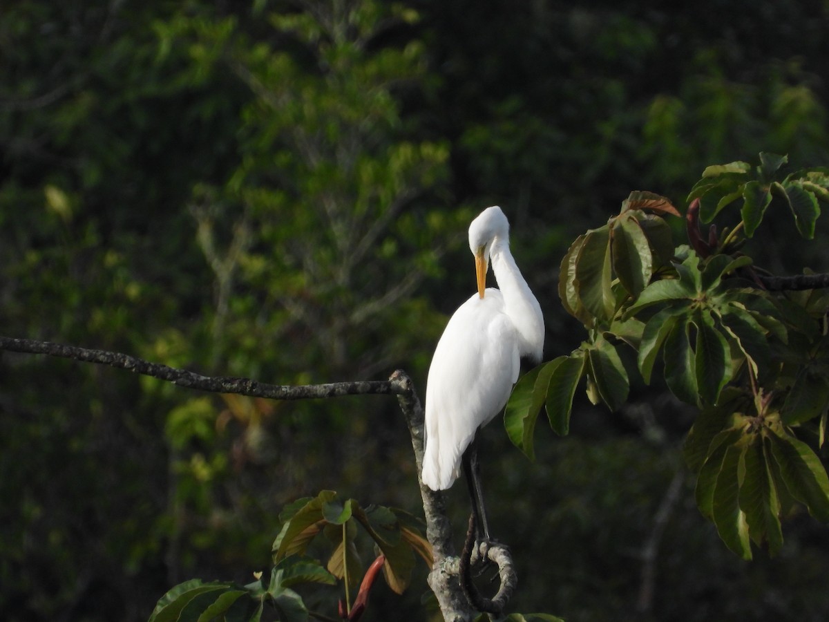 Great Egret - ML644524977