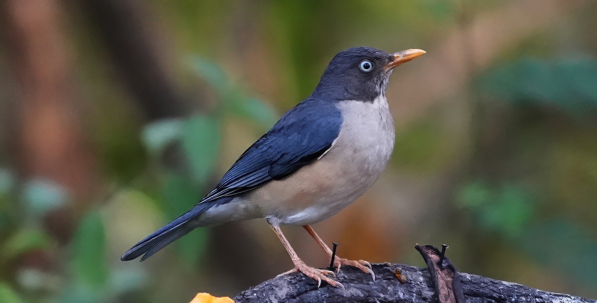 Merle de Reeve - ML644524999