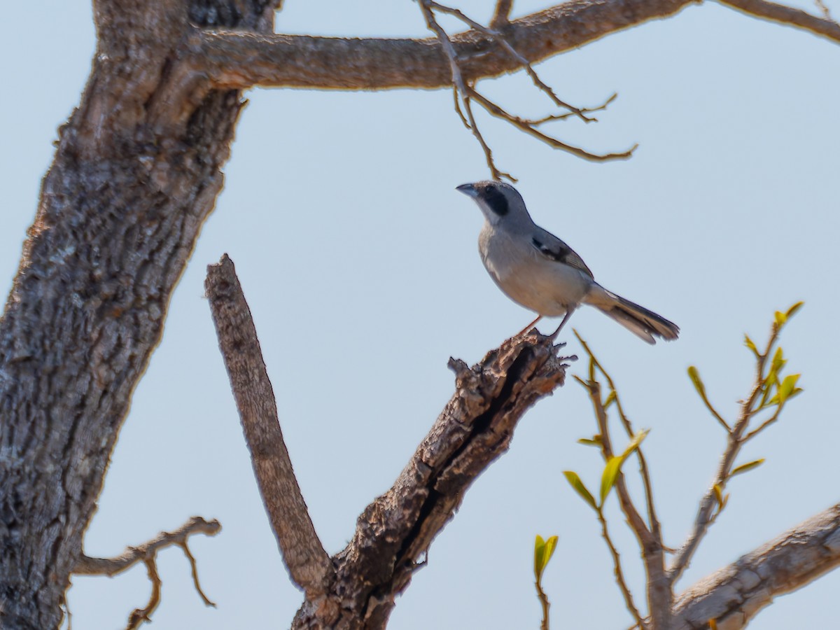 White-banded Tanager - ML644525006