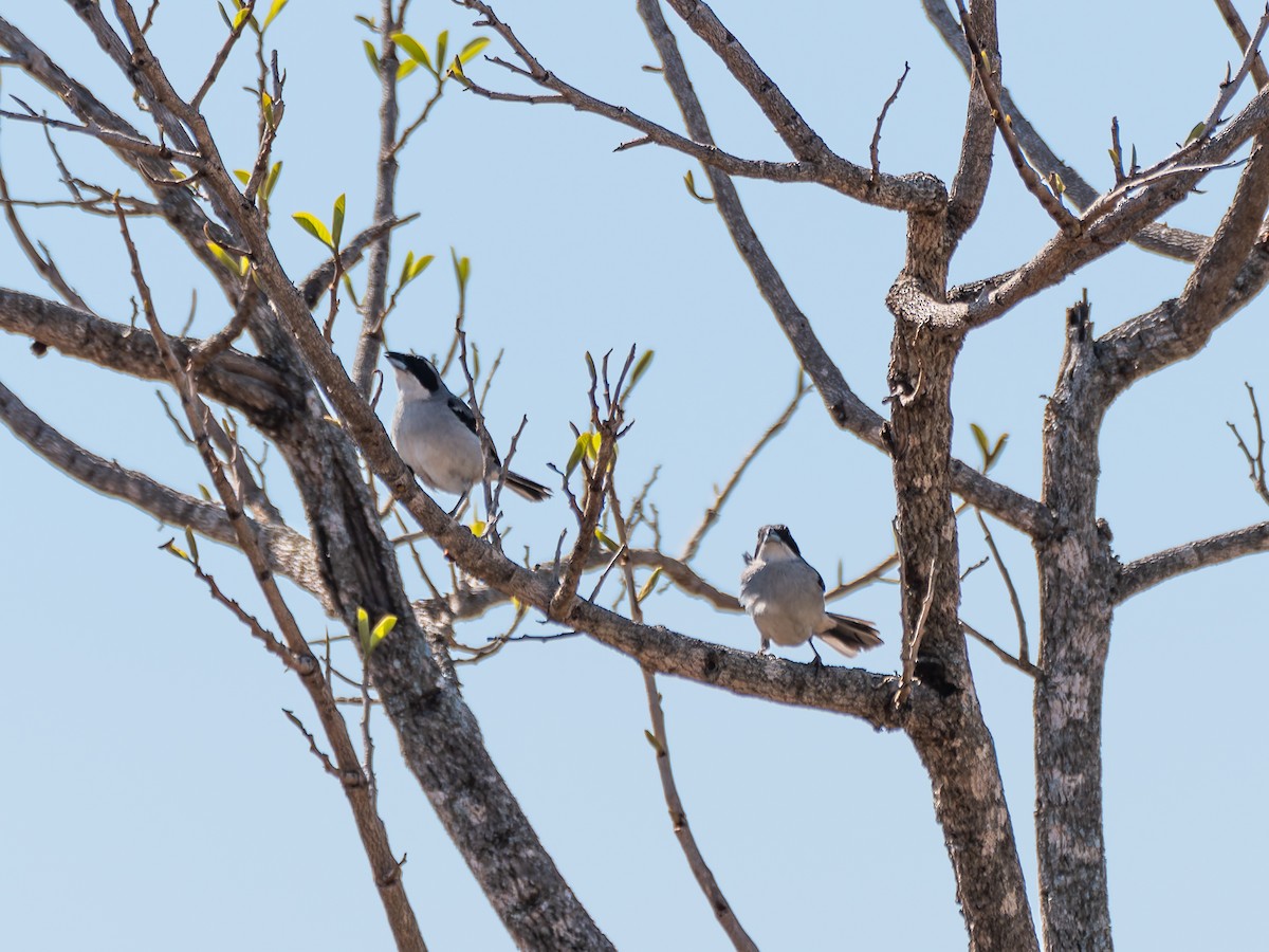 White-banded Tanager - ML644525007
