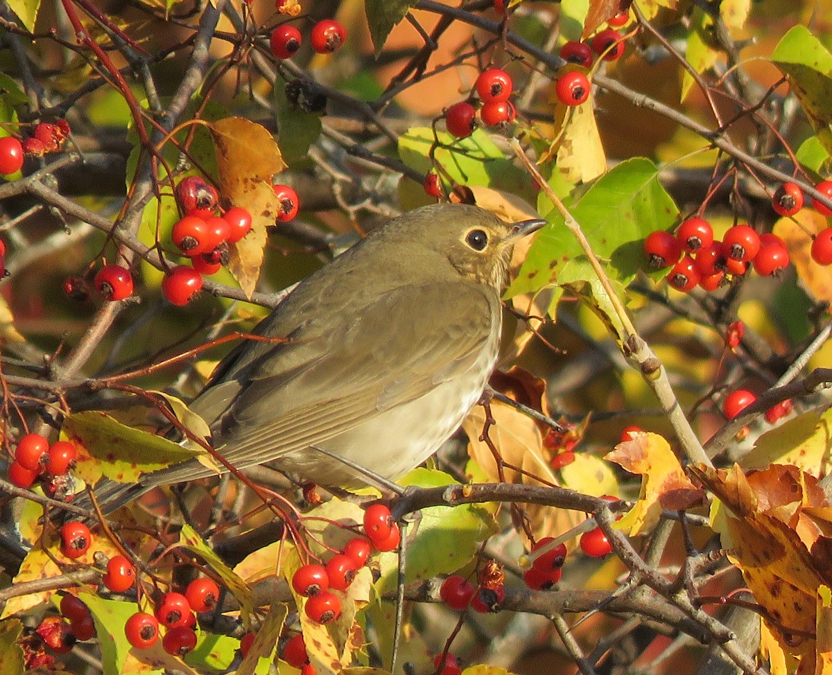 Swainson's Thrush - ML644525010