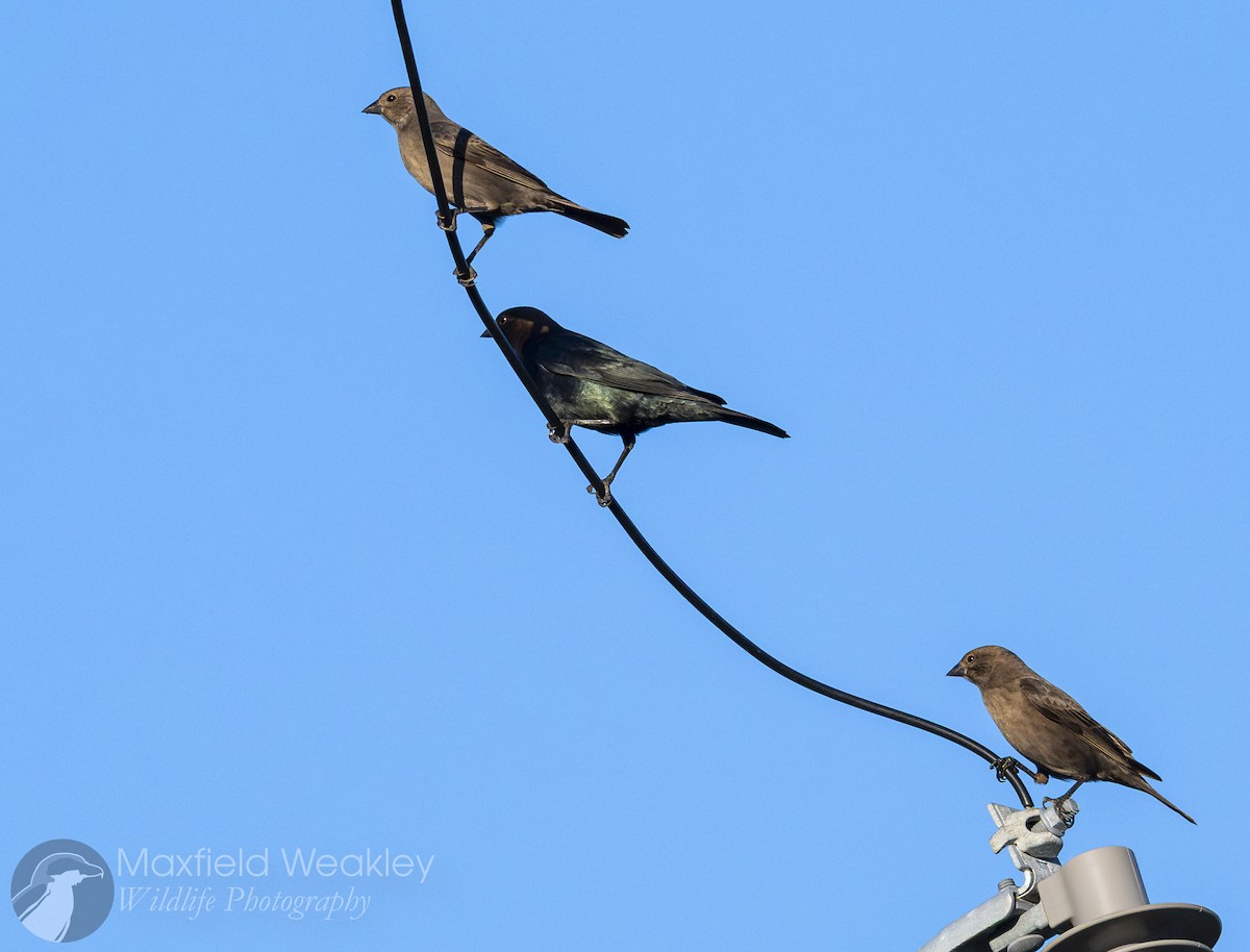 Brown-headed Cowbird - ML644525012