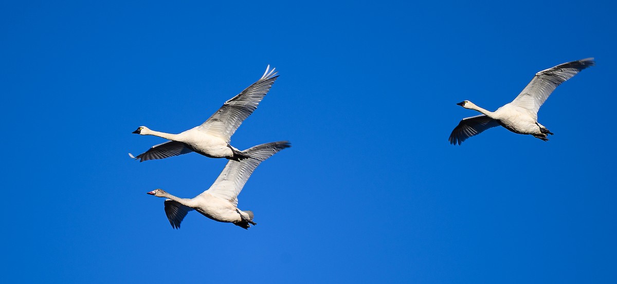 Beltxarga txistularia - ML644525018