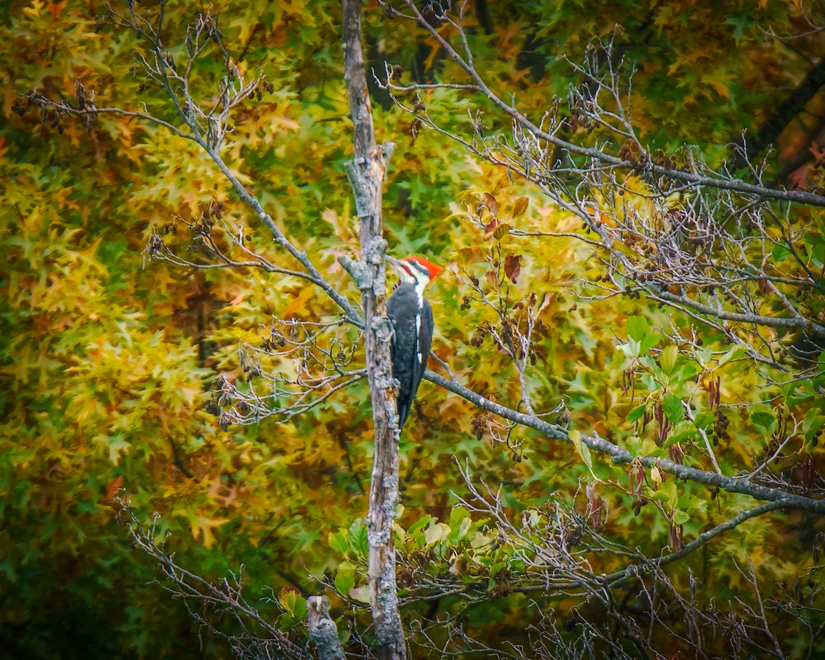 hvitbrynsvartspett - ML644525019