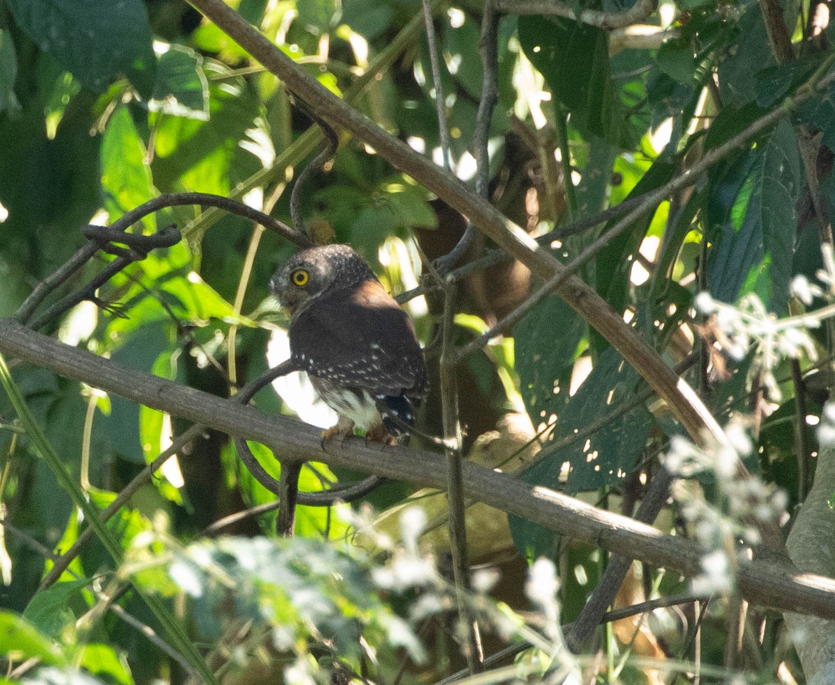 ハーディスズメフクロウ - ML644525021