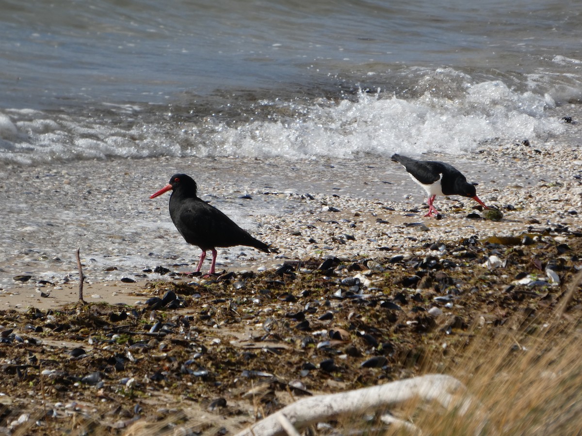 オーストラリアクロミヤコドリ - ML644525025