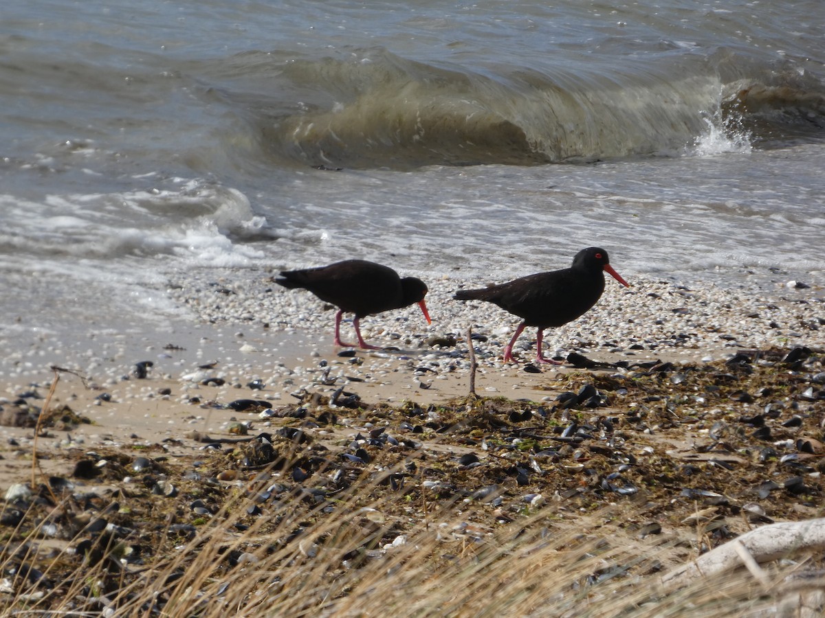 オーストラリアクロミヤコドリ - ML644525026