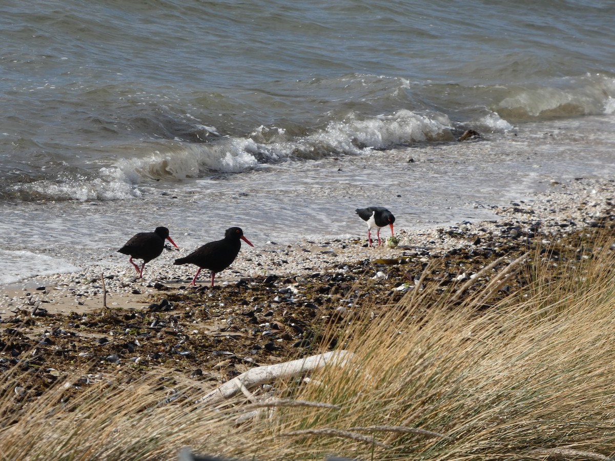 オーストラリアクロミヤコドリ - ML644525027