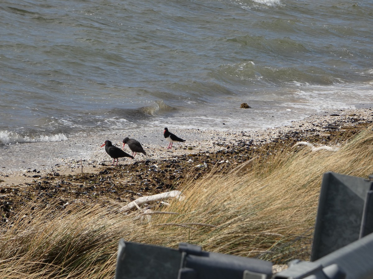 オーストラリアクロミヤコドリ - ML644525028