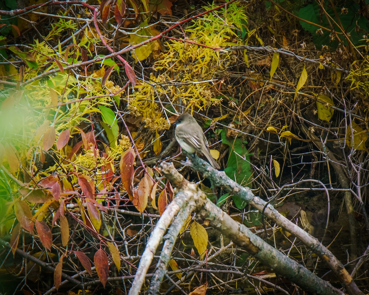 gråfibi - ML644525029