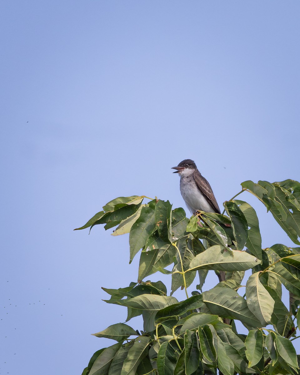 Tyran tritri - ML644525030