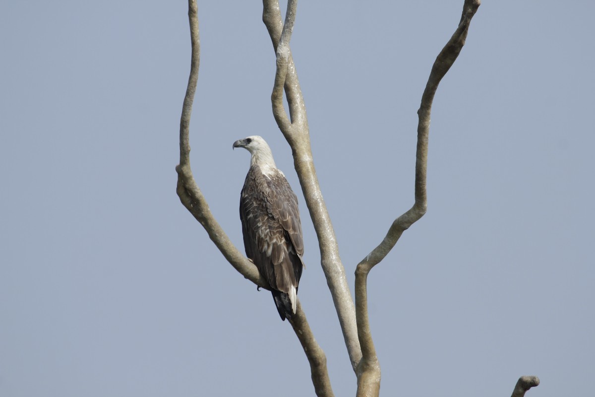 白腹海鵰 - ML644525035