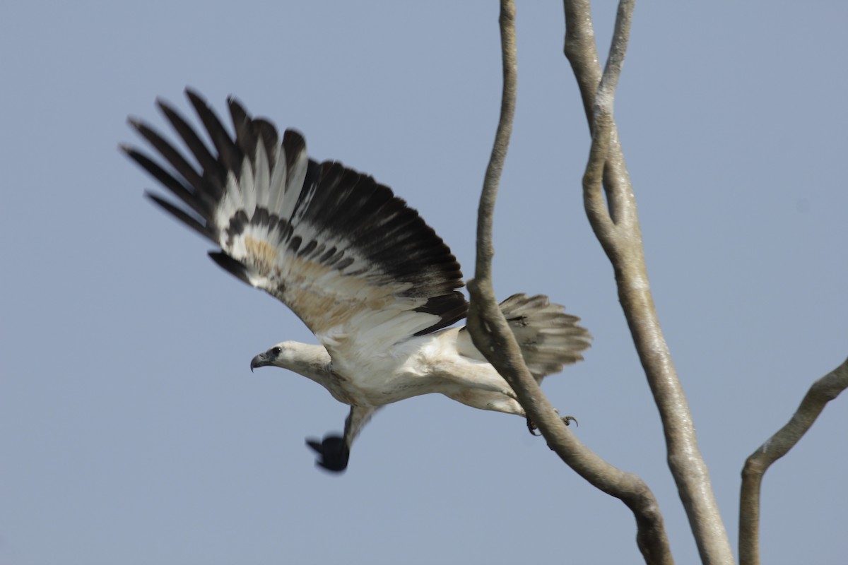 白腹海鵰 - ML644525036