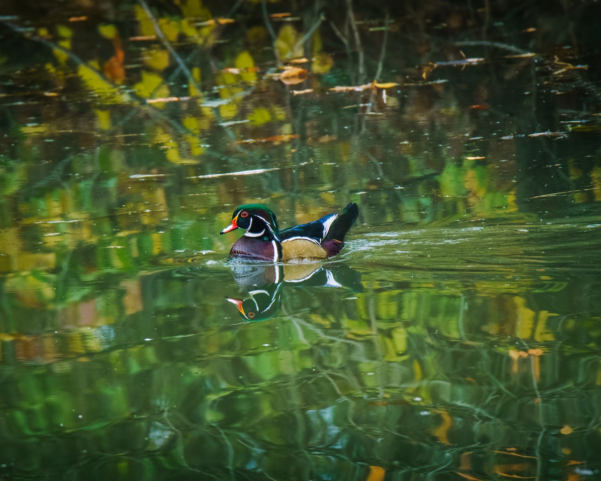 美洲鴛鴦 - ML644525038