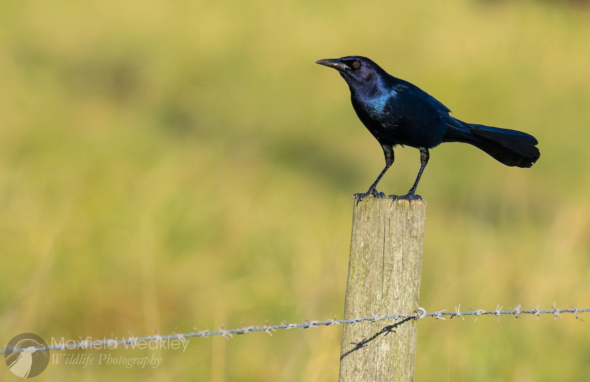 Quiscale des marais (westoni) - ML644525039