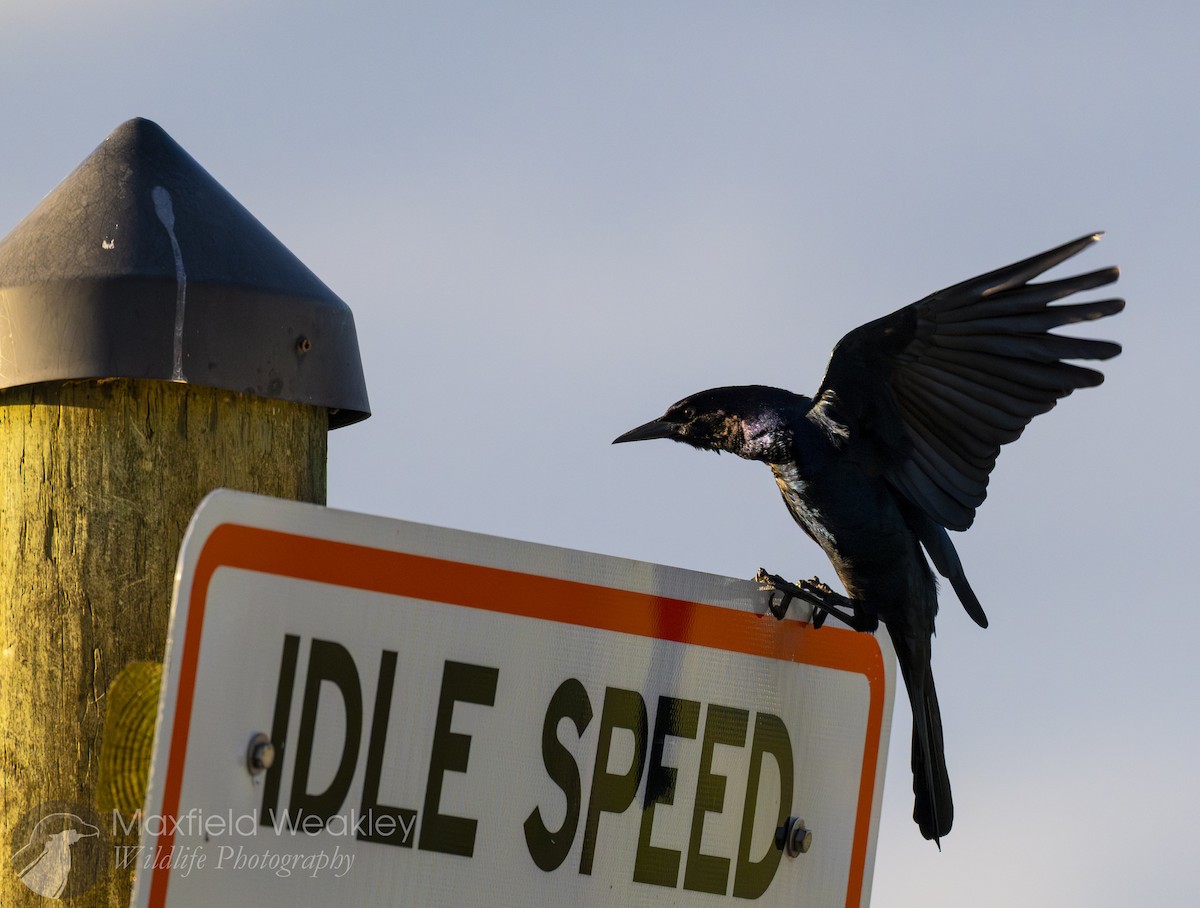 Quiscale des marais (westoni) - ML644525040