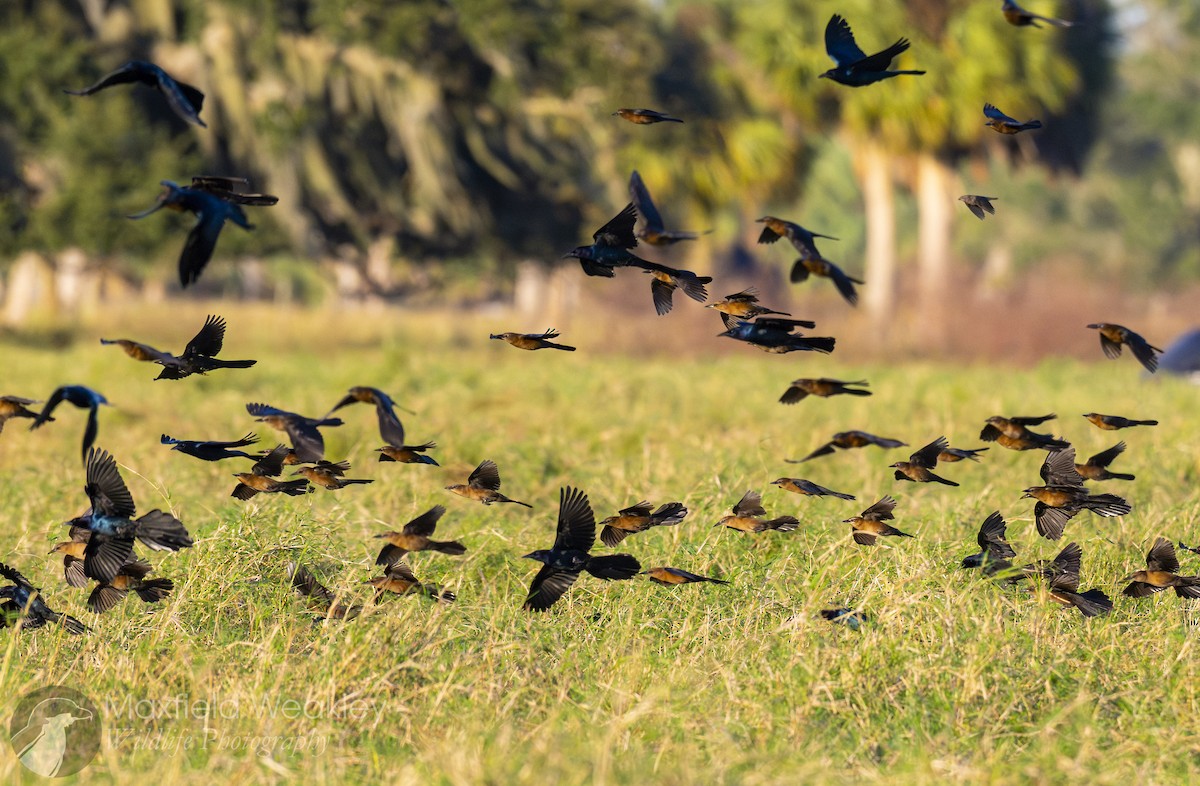 Quiscale des marais (westoni) - ML644525041