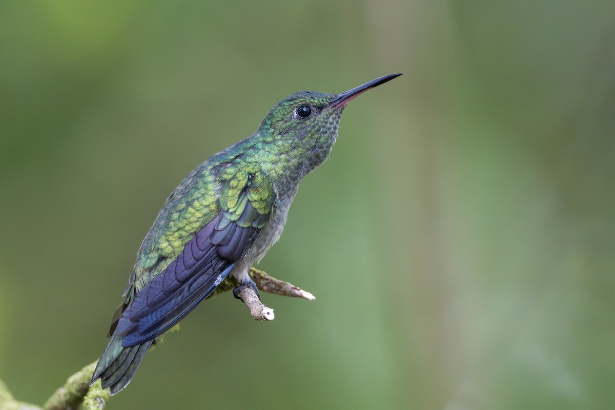 Чешуйчатогрудый саблекрыл - ML644525049