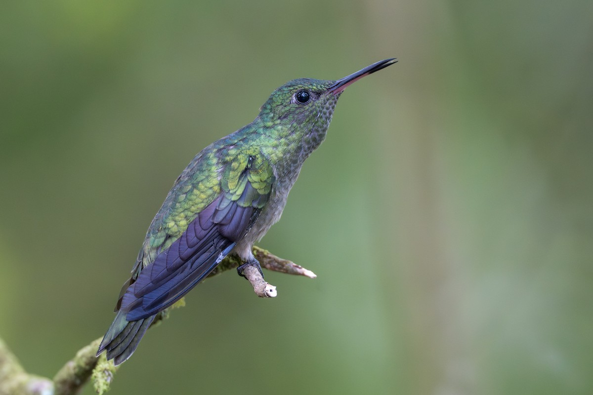 Чешуйчатогрудый саблекрыл - ML644525050