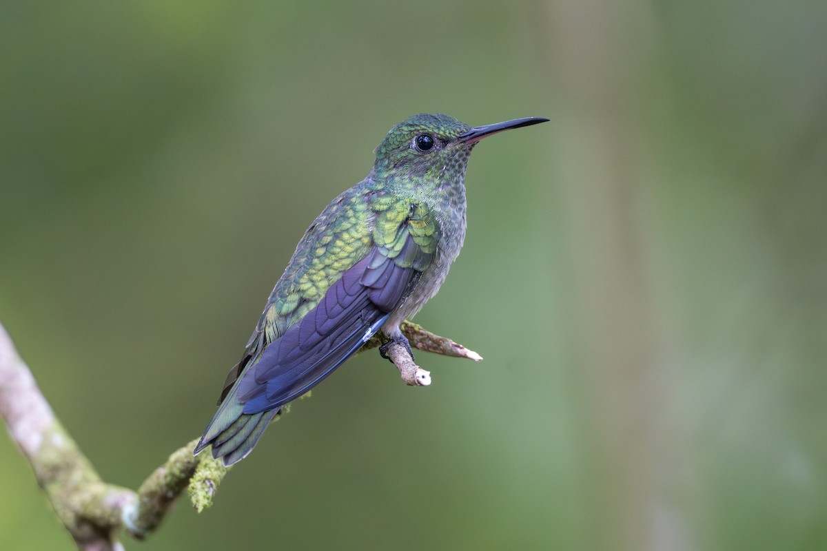 Чешуйчатогрудый саблекрыл - ML644525051