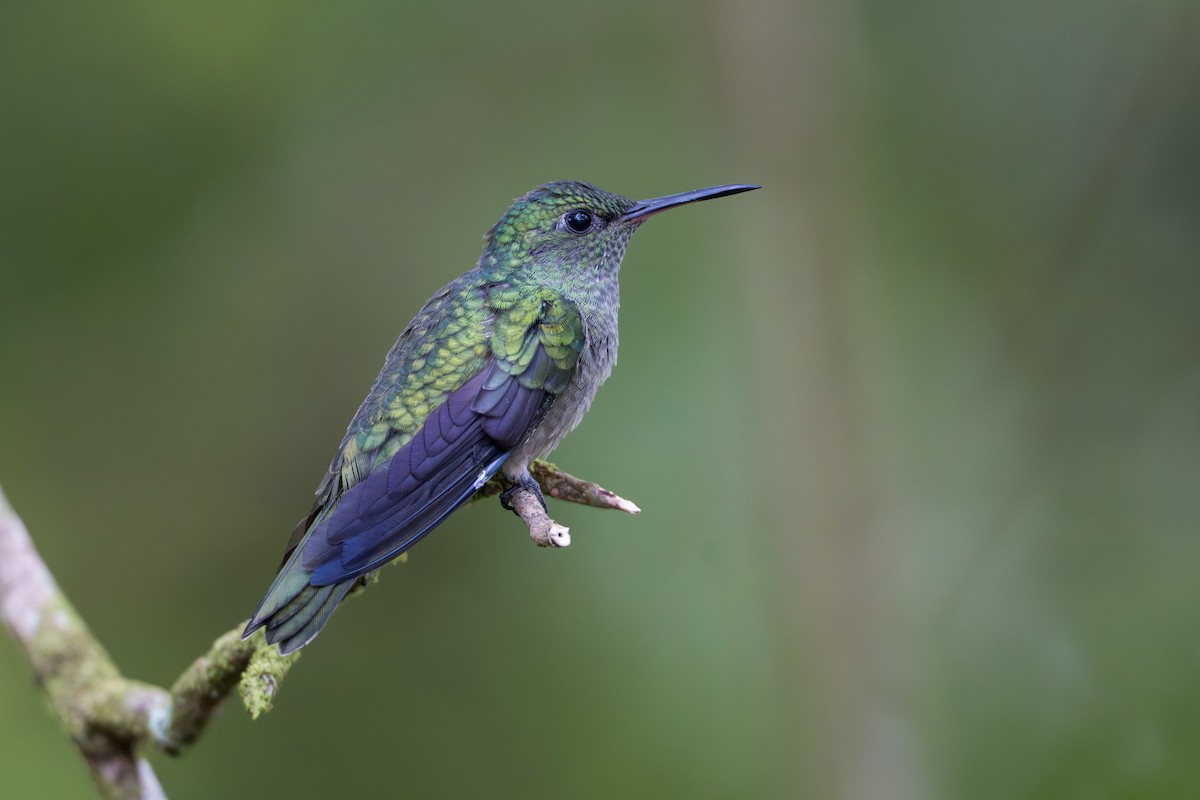 Чешуйчатогрудый саблекрыл - ML644525052