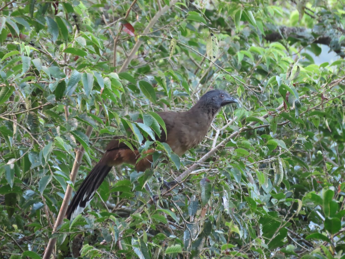 čačalaka obecná - ML644525086