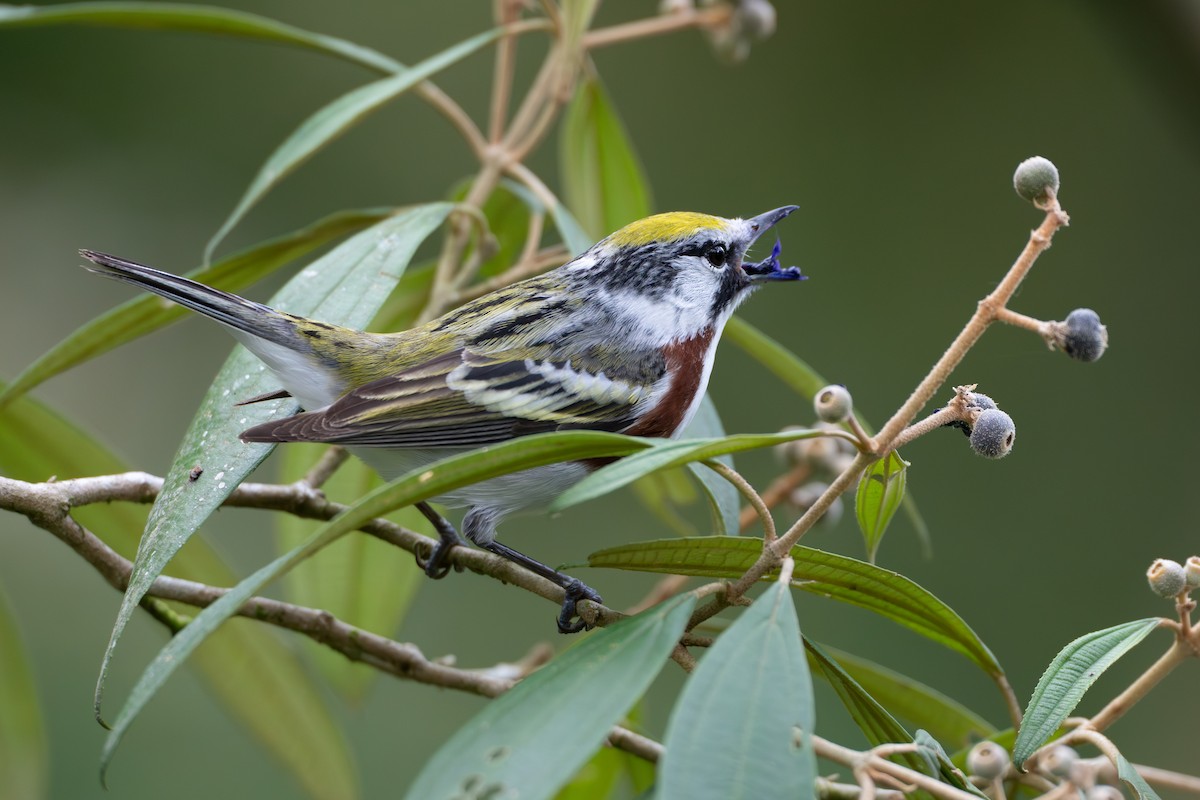 Paruline à flancs marron - ML644525095
