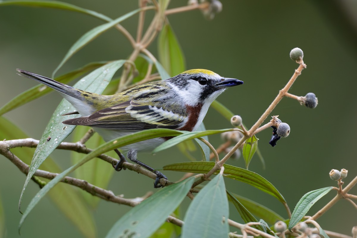 Paruline à flancs marron - ML644525102