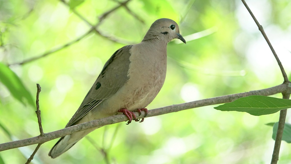 Zenaida belarriduna - ML644525103