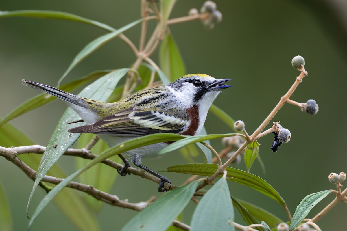 Paruline à flancs marron - ML644525105