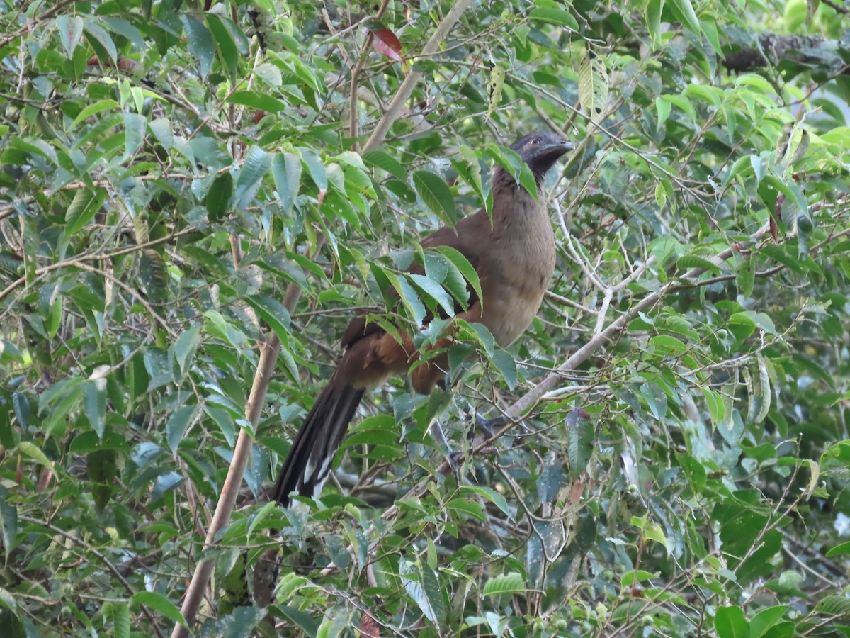 čačalaka obecná - ML644525106