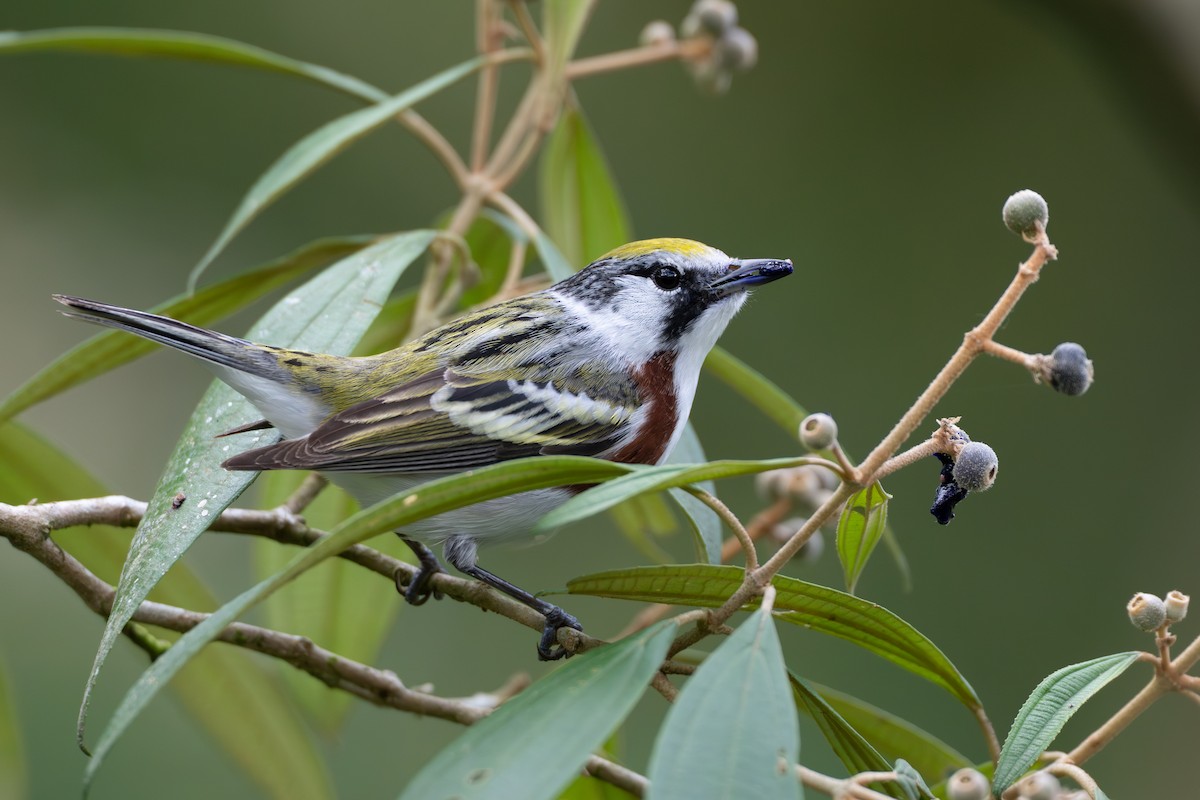 Paruline à flancs marron - ML644525107