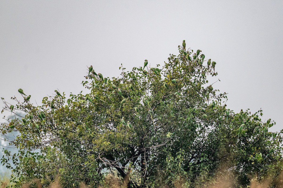 Parrocchetto di Alessandro - ML644525108