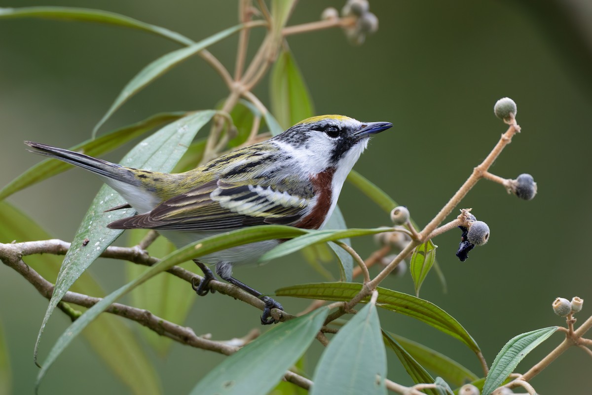 Paruline à flancs marron - ML644525116