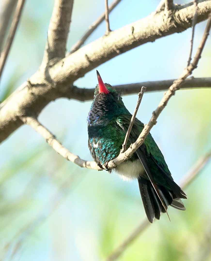 glansbuksmaragd - ML644525130