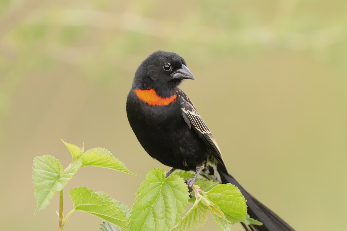 Red-collared Widowbird - ML644525133