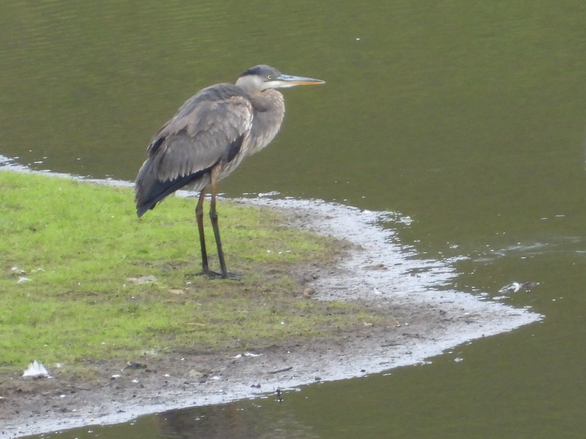 Great Blue Heron - ML644525138