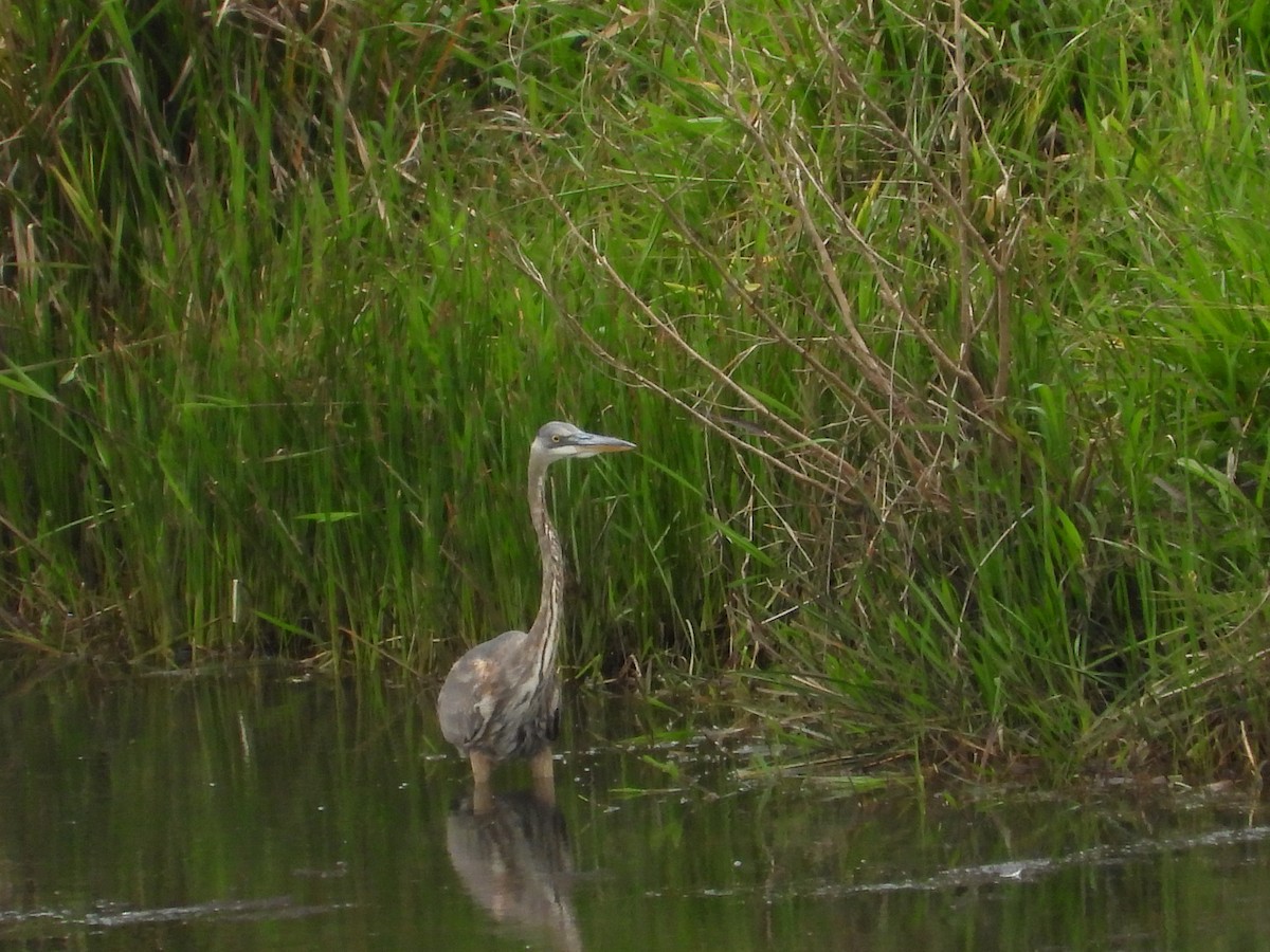 Great Blue Heron - ML644525139