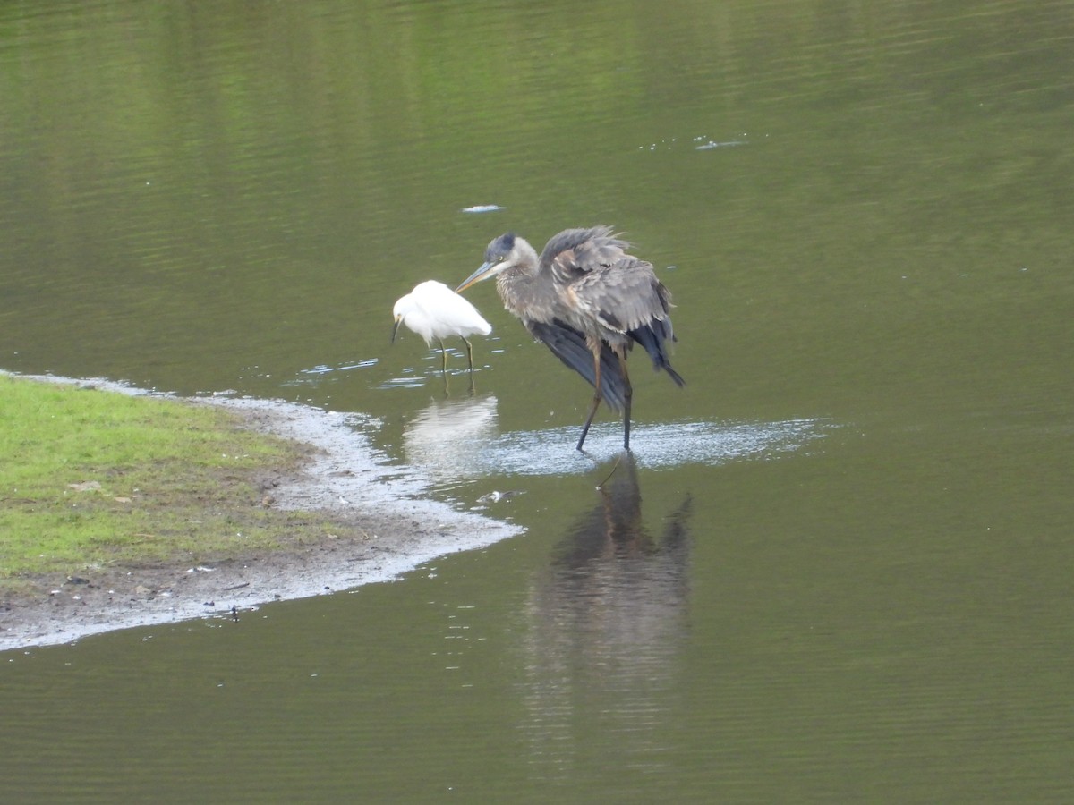 Great Blue Heron - ML644525140