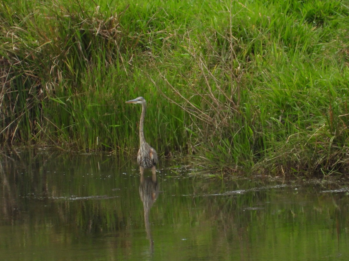 Great Blue Heron - ML644525141