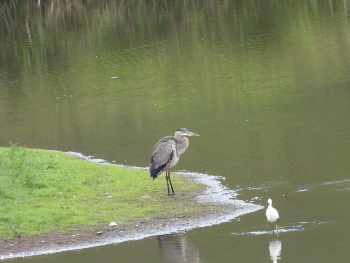 Great Blue Heron - ML644525142
