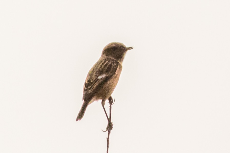 European Stonechat - ML644525148