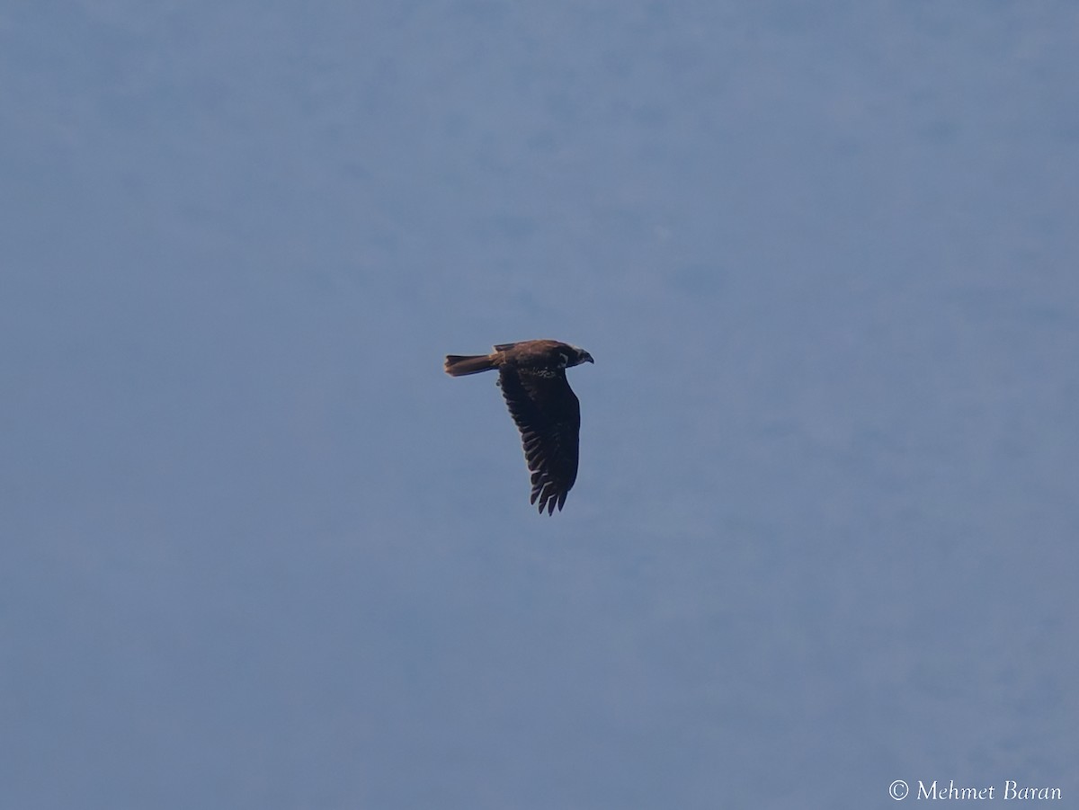 Western Marsh Harrier - ML644525149