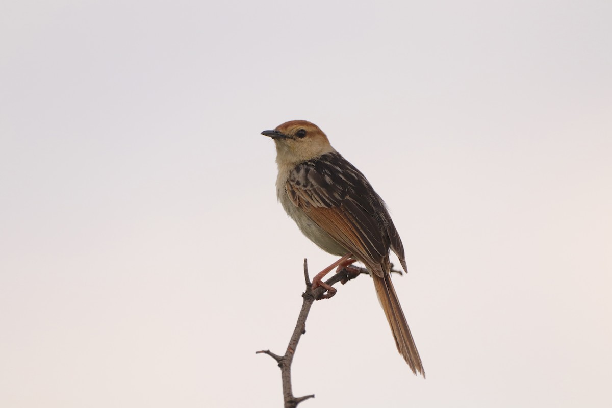 Levaillant's Cisticola - ML644525156