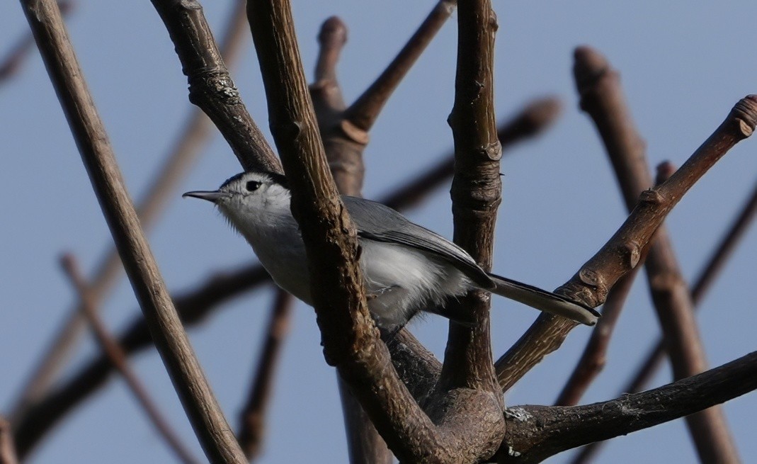 Weißbrauen-Mückenfänger - ML644525157